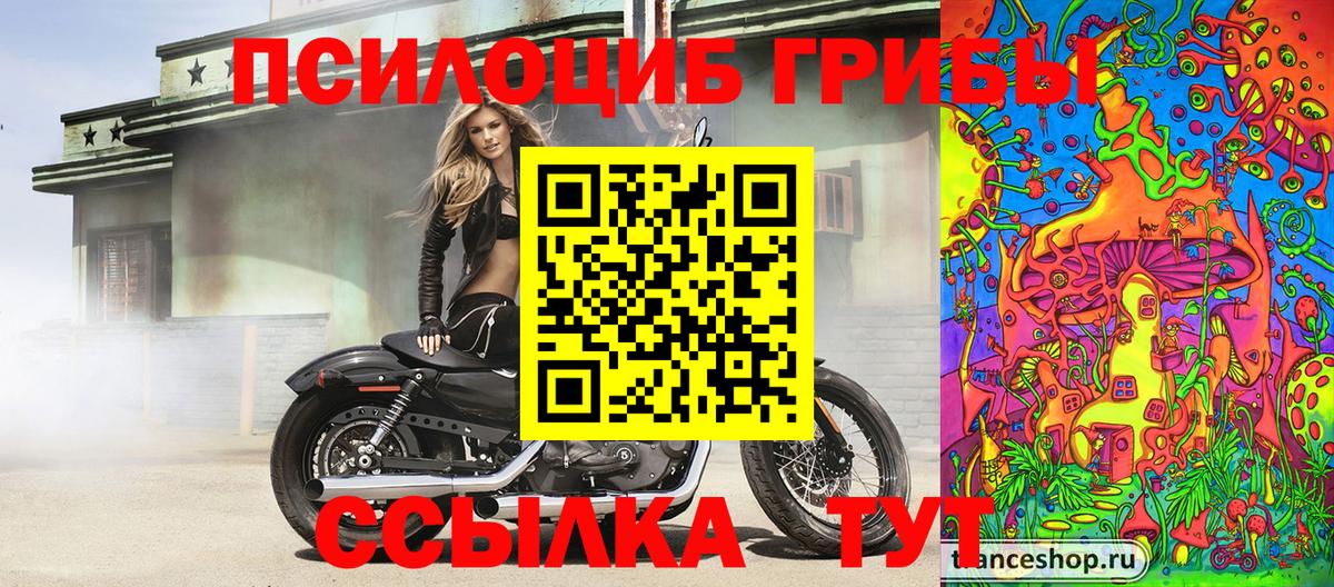 Псилоцибиновые грибы Psilocybe Саратов